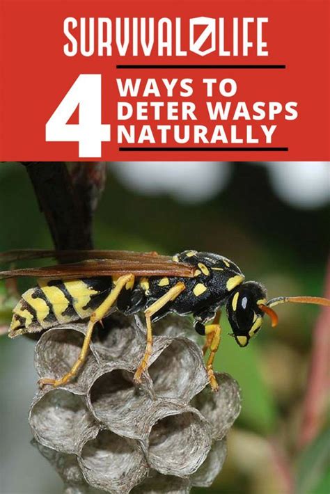 4 Ways To Deter Wasps Naturally Wasp Wasp Repellent Survival