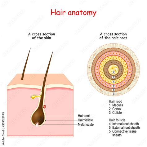 Hair follicle structure and anatomy. Stock Vector | Adobe Stock