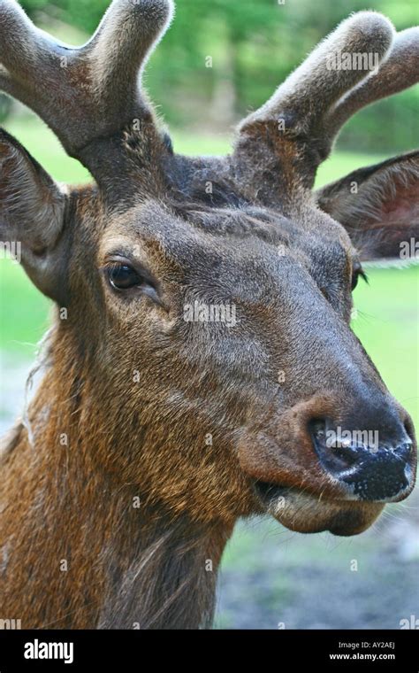 Wapiti Hirsch Fotos Und Bildmaterial In Hoher Auflösung Alamy