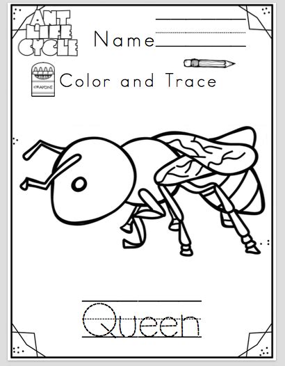 Ant Life Cycle Worksheet