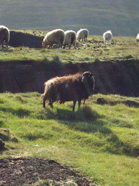 Foula’s Festive traditions & a guide to visiting — Shetland With Laurie