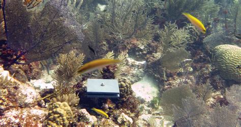 Checking Coral Reef Health One Tile At A Time Kaust Discovery