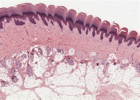 Skin Integumentary System Integumentary System Histology Slides The