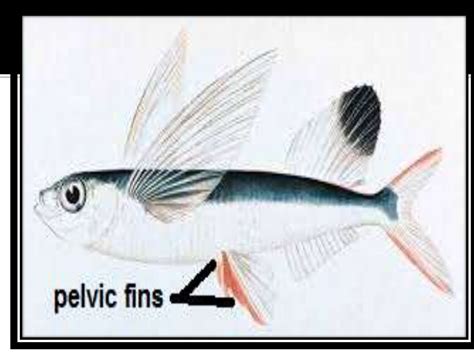 Fish Fins