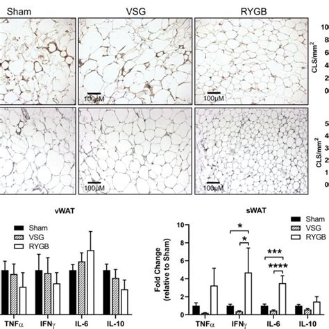 Rygb Reduces Hfd Induced Adipose Tissue Inflammation A Vwat And Swat