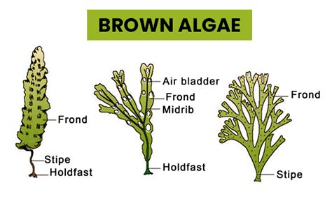 Brown Algae Classification Structure Reproduction And Importance