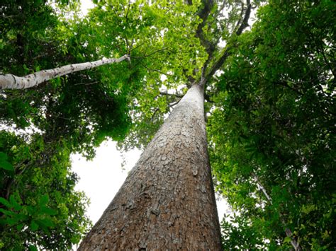 Pohon Keruing : Penghasil Kayu Bangunan Yang Berkualitas (2022)