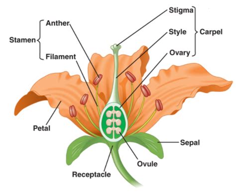 Draw A Neat Labelled Diagram Of The Male And Female Reproductive System Of Plants