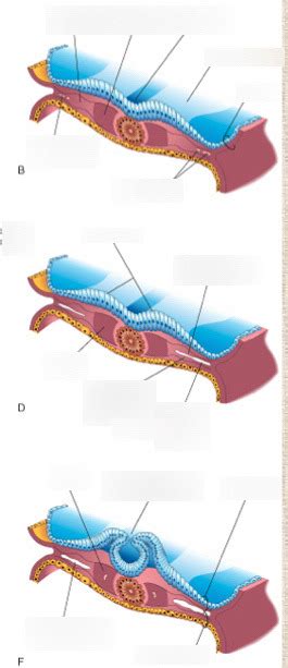 Differentiation of Mesoderm 2 Diagram Diagram | Quizlet