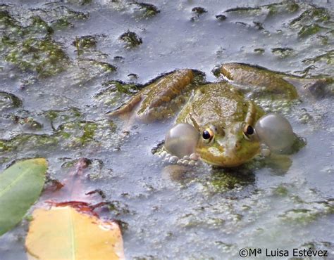 Mi Rincón Natural Ranas Los Anuros Son Un Grupo De Anfibios Con