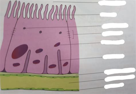 Ch Cuboidal Epithelium Cell From Proximal Convoluted Tubule Diagram