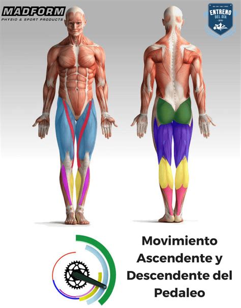 Qu M Sculos Intervienen En El Ciclismo Madform Physio Sport