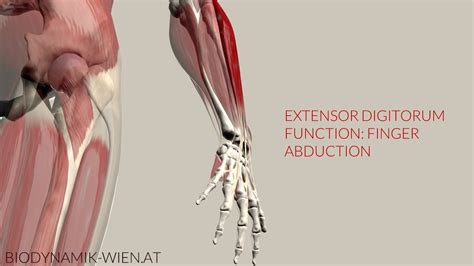 Extensor Digitorum Function Finger Abduction D Animation Youtube