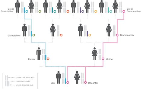 The emerging field of Forensic Genetic Genealogy: solving crimes using ...