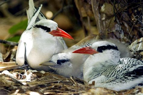 Red-billed Tropicbird – "OCEAN TREASURES" Memorial Library