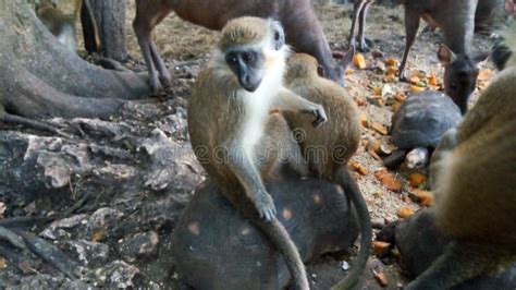 Macaco Verde Foto De Stock Imagem De Barbados Macaco