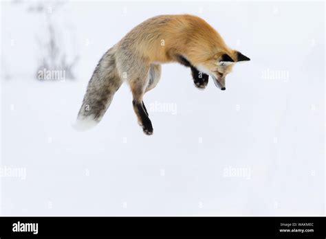 Leaping fox hi-res stock photography and images - Alamy