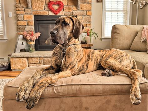 Great Dane Bloat 9 Crucial Things You Need To Know Hello Danes