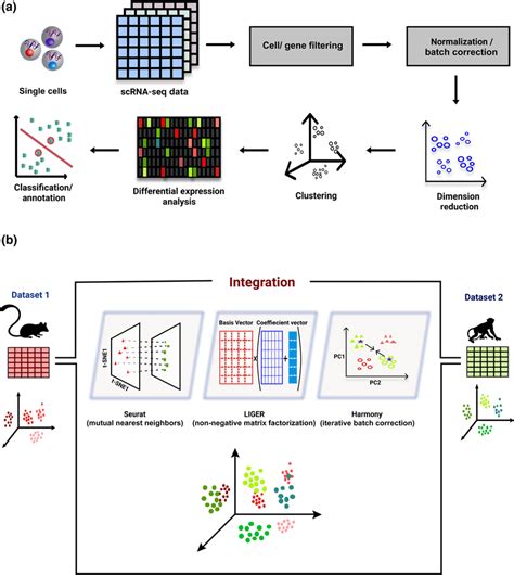 A Standard Steps Involved In The Downstream Analysis Of ScRNAseq