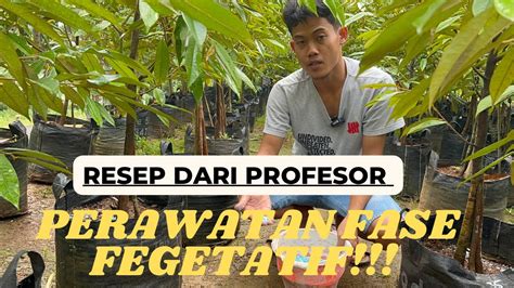 Cara Perawatan Yg Benar Pohon Durian Di Masa Pertumbuhan Youtube