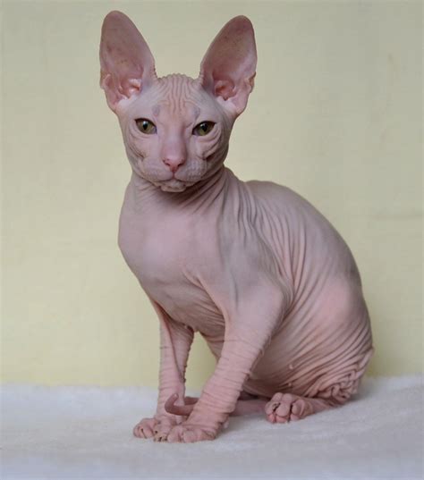 The Enigmatic Don Sphynx Cat A Unique Feline Companion