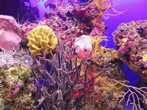 Аквариумы Италии – Италия по-русски