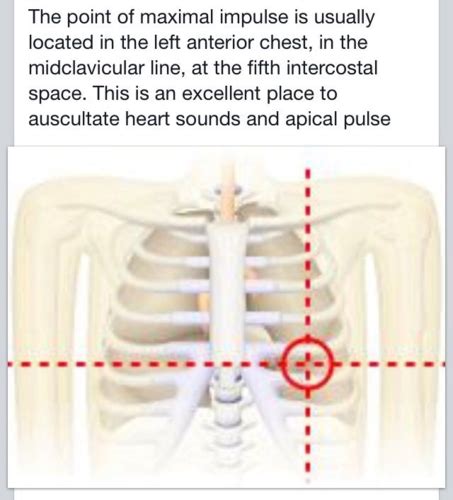 Cardiac Exam Flashcards Quizlet