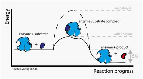 Metal Activated Enzymes And Metalloenzymes, HD Png Download - kindpng