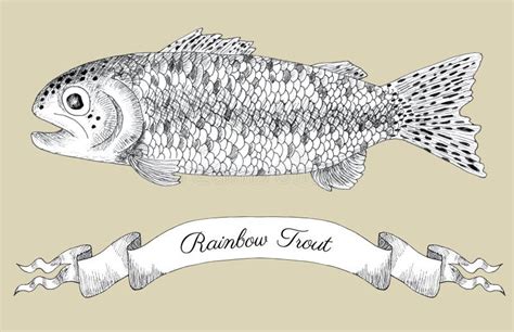 Rainbow Trout Stock Illustrations Rainbow Trout Stock