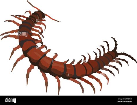 Centipede Arthropod Animal Vector Stock Vector Image And Art Alamy