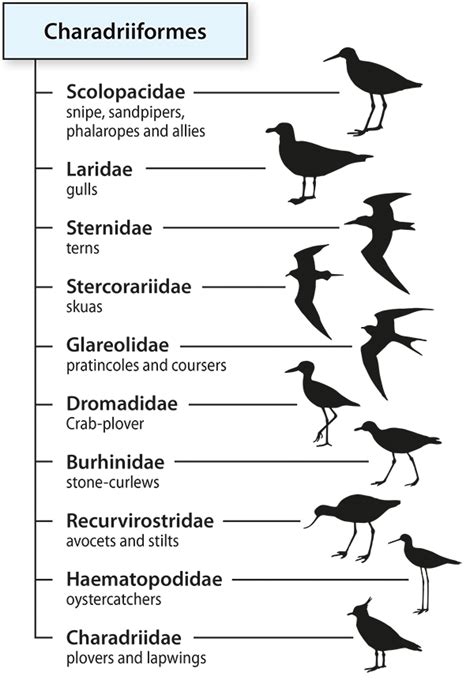 Naming Birds Bird Taxonomy And Identification