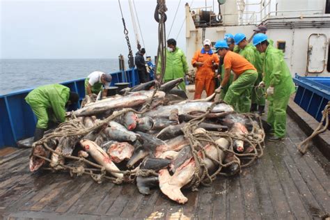 Desde Especies En Peligro Hasta Pesca Ilegal Las Historias Marinas