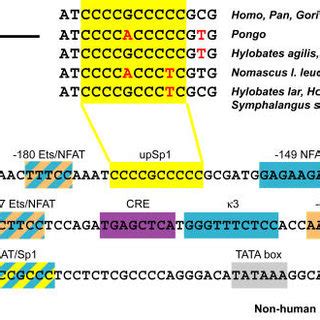 The Sequence Of The Human Tnf Promoter From To Nt Relative To