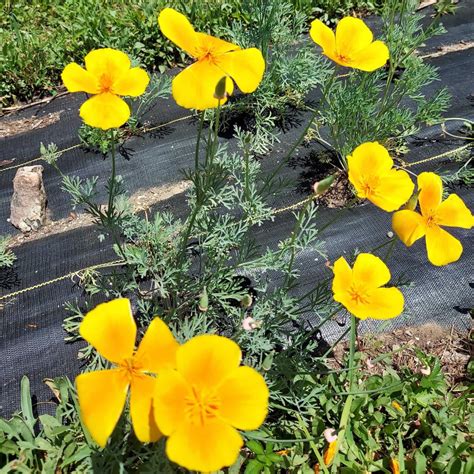 California Poppy Eschscholzia Californica Mayernik Kitchen