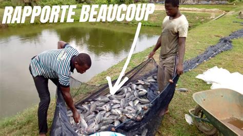 Pourquoi La Pisciculture A Un Avenir En Afrique Youtube