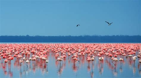 3 Days Lake Nakuru And Amboseli Wildlife Safari Kenya Safaris