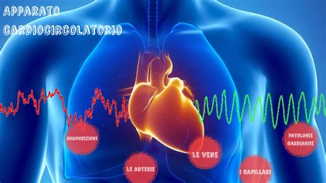 Apparato Cardiocircolatorio By Denise Spoto On Prezi