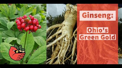 Ginseng Ohios Green Gold Youtube