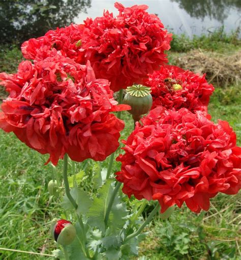 Scarlet Red Peony Poppy Papaver Paeoniflorum 100 Seeds