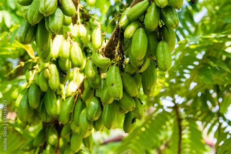 Averrhoa bilimbi fruit Stock Photo | Adobe Stock