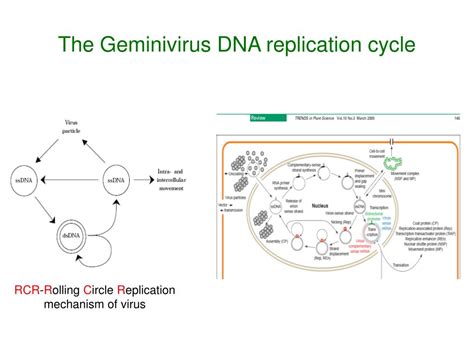 Ppt Transgenic Strategies For Developing Crops Resistant To