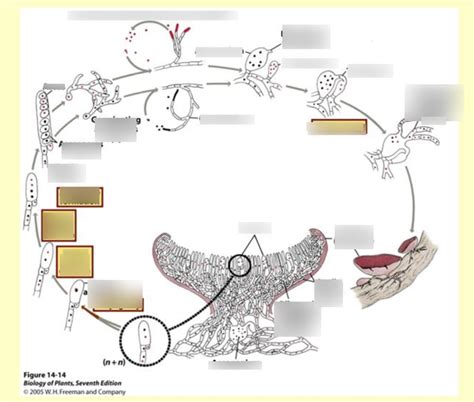 E Life Cycle Of Ascomycota Diagram Quizlet