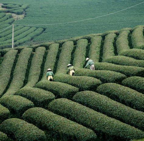 art  choosing  perfect    farm