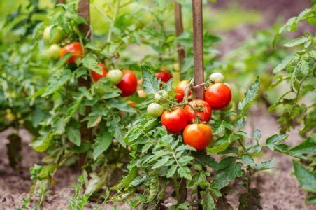 C Mo Cultivar Tomates Guia Paso A Paso