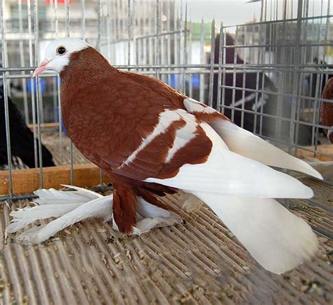 Saxon Monk Pigeon Photo From Zwonitz Show