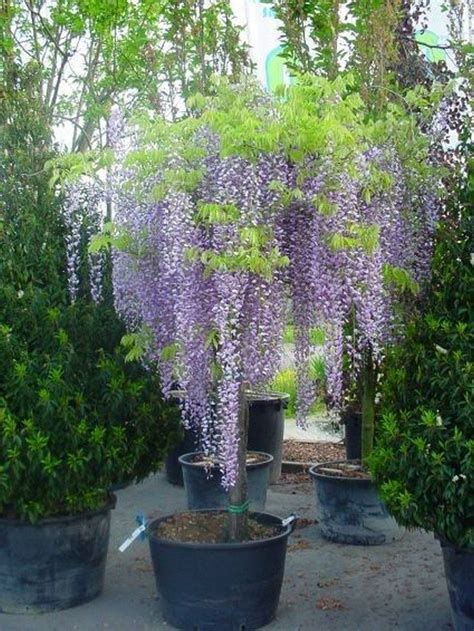 25 How To Grow Wisteria In A Pot 13 Wisteria Plant Japanese Garden