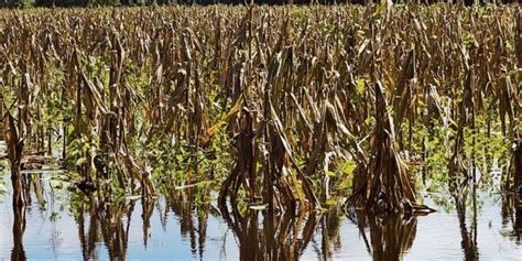 Reportan Manzanas De Cultivo Afectadas Por Las Lluvias El