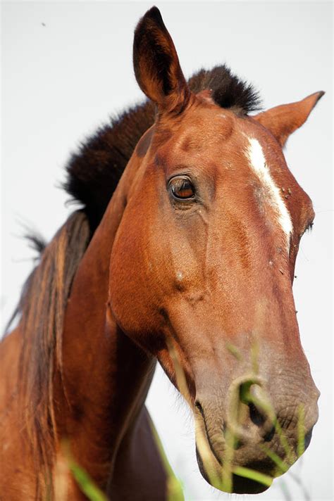 Horse Face Photograph By Celso Diniz Fine Art America