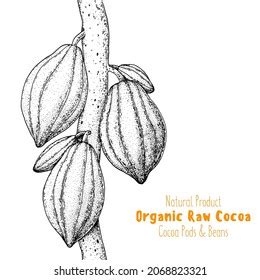 Cocoa Pods Vector Illustration Hand Drawn Stock Vector Royalty Free