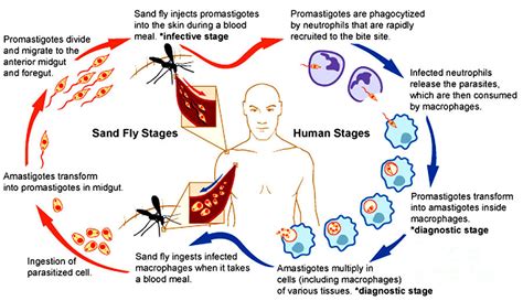 Leishmaniasis Life Cycle Diagram